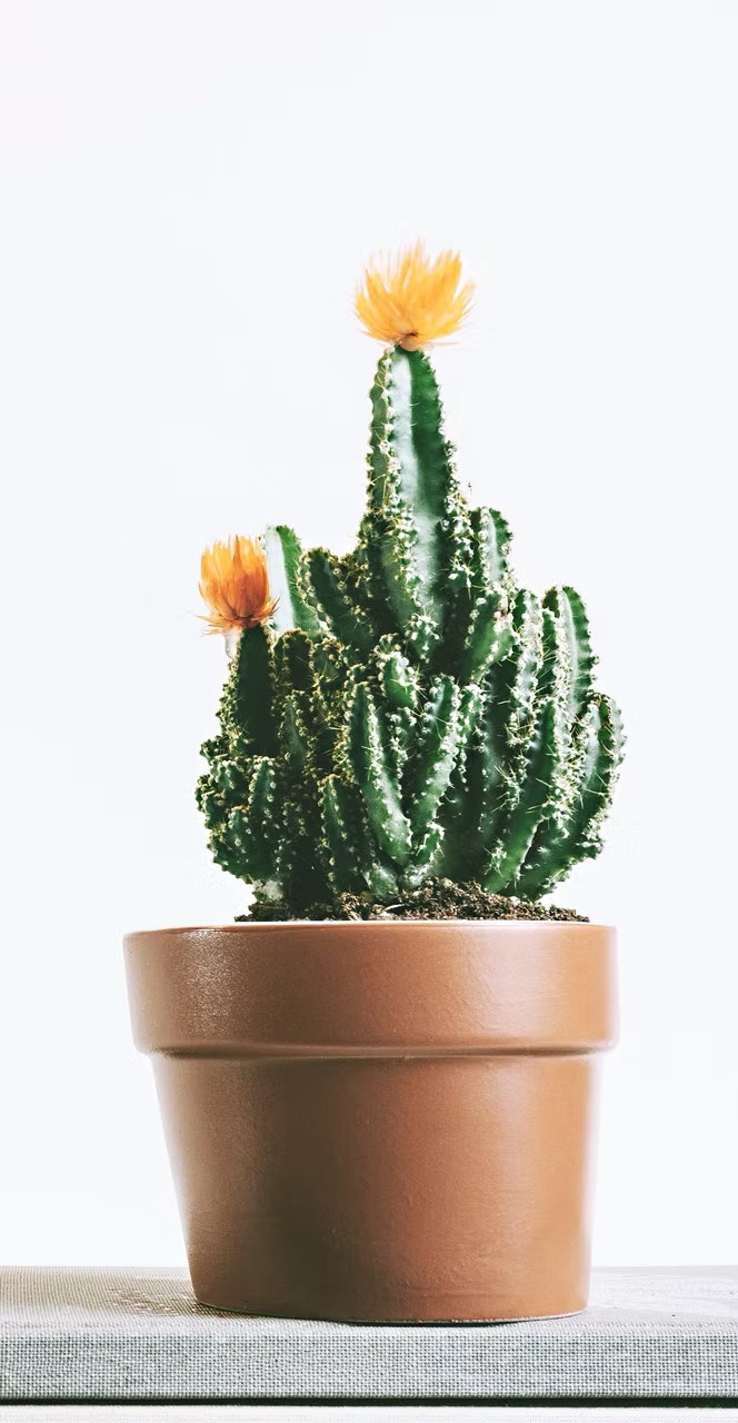 Sfeervolle omgeving in de vrijgevestigde psychologiepraktijk in De Baarsjes, Amsterdam